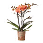 Bolzano orchidee oranje